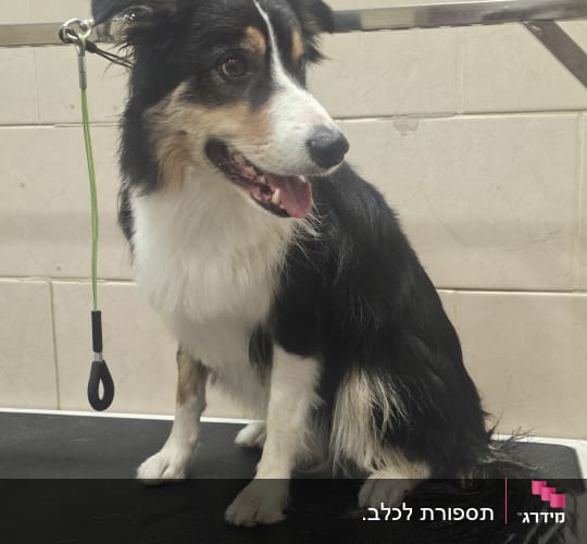 כלב יושב על שולחן טיפוח עם רצועה ירוקה
